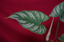 Load image into Gallery viewer, Philodendron Mamei
