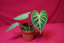 Load image into Gallery viewer, Philodendron Verrucosum &quot;Mini&quot;
