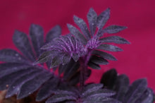 Load image into Gallery viewer, Solanum Uleanum &quot;Purple&quot;
