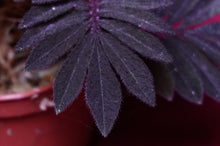 Load image into Gallery viewer, Solanum Uleanum &quot;Purple&quot;
