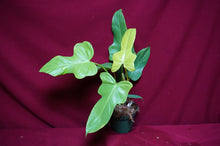 Load image into Gallery viewer, Philodendron Bipennifolium Gold Violin

