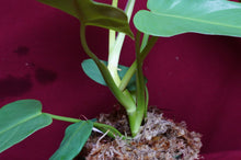 Load image into Gallery viewer, Philodendron Bipennifolium Gold Violin
