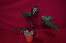 Load image into Gallery viewer, Philodendron Pink Princess Reverted
