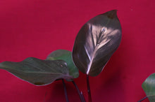 Load image into Gallery viewer, Philodendron Pink Princess Reverted
