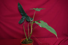 Load image into Gallery viewer, Philodendron Sagittifolium Aff
