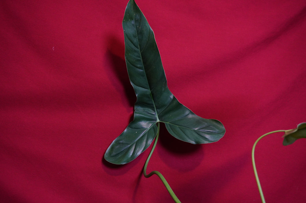 Philodendron Sagittifolium Aff