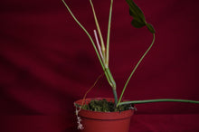 Load image into Gallery viewer, Philodendron Sagittifolium Aff
