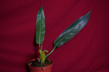 Load image into Gallery viewer, Philodendron Bonifaziae
