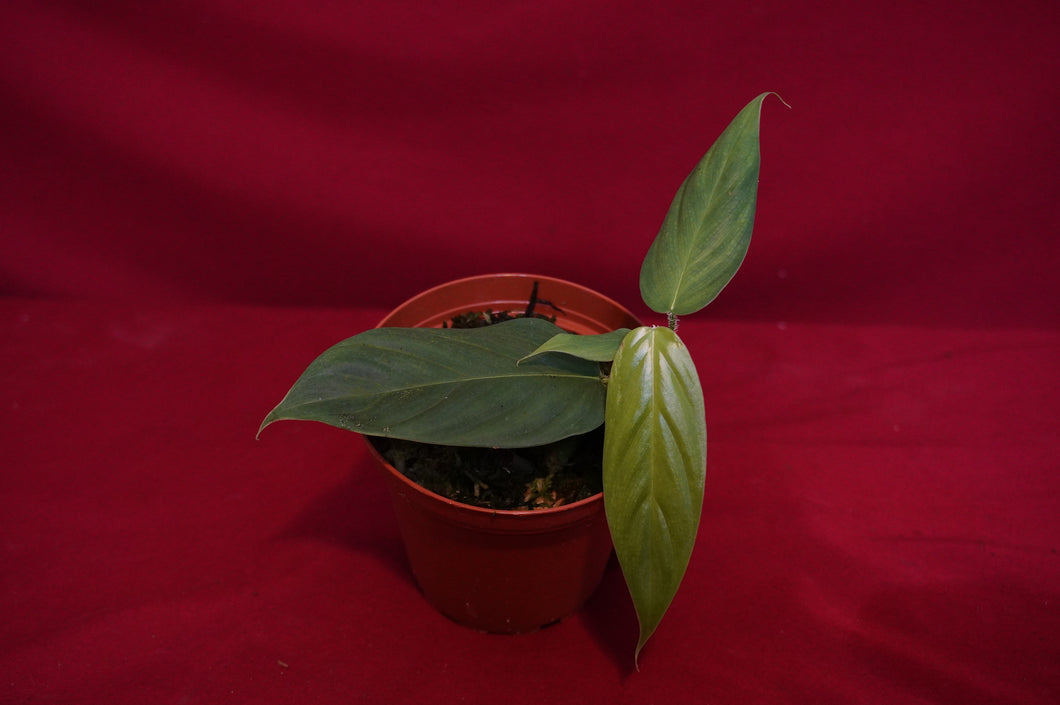 Philodendron Genevievianum