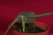 Load image into Gallery viewer, Philodendron Genevievianum
