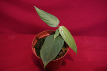 Load image into Gallery viewer, Philodendron Genevievianum
