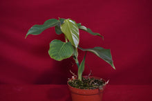 Load image into Gallery viewer, Philodendron Cf. Ornatum
