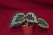 Load image into Gallery viewer, Begonia longiciliata
