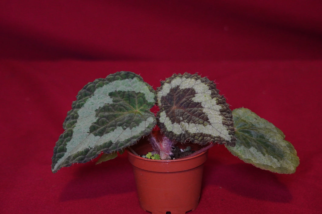 Begonia longiciliata