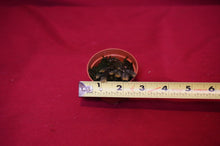 Load image into Gallery viewer, Selaginella Species Bronze
