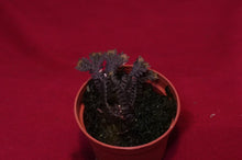 Load image into Gallery viewer, Selaginella Species Bronze
