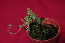 Load image into Gallery viewer, Peperomia Species Mini
