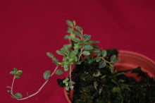 Load image into Gallery viewer, Peperomia Species Mini
