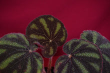 Load image into Gallery viewer, Begonia Variegata
