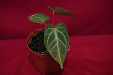 Load image into Gallery viewer, Anthurium Magnificum
