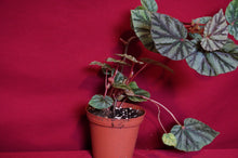 Load image into Gallery viewer, Begonia Species U540
