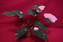 Load image into Gallery viewer, Philodendron Pink Princess
