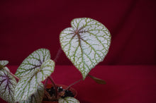 Load image into Gallery viewer, Begonia Species u309
