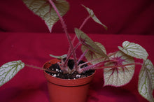 Load image into Gallery viewer, Begonia Species u309
