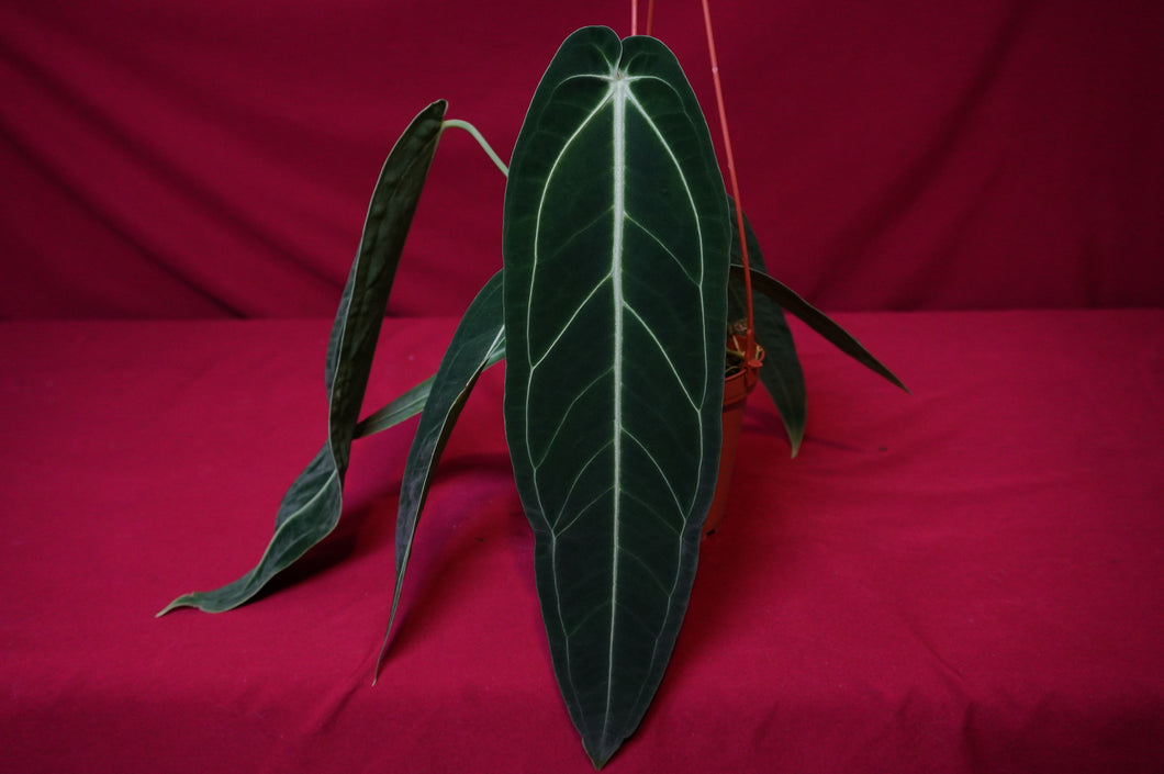 Anthurium Warocqueanum Large