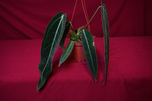 Load image into Gallery viewer, Anthurium Warocqueanum Large
