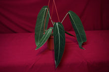 Load image into Gallery viewer, Anthurium Warocqueanum Large
