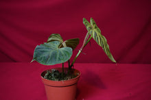 Load image into Gallery viewer, Philodendron Verrucosum
