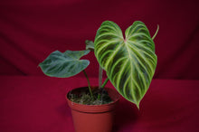 Load image into Gallery viewer, Philodendron Verrucosum
