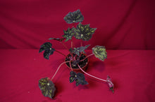 Load image into Gallery viewer, Begonia Species u578
