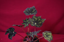 Load image into Gallery viewer, Begonia Species u578
