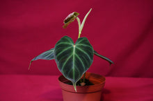 Load image into Gallery viewer, Philodendron Verrucosum &quot;Verde&quot;
