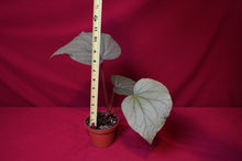 Load image into Gallery viewer, Begonia Species u508
