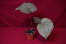 Load image into Gallery viewer, Begonia Species u508
