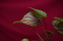 Load image into Gallery viewer, Begonia Species U545
