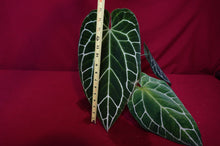 Load image into Gallery viewer, Anthurium Crystallinum Large Pick Up Only
