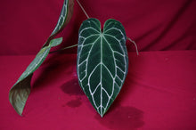 Load image into Gallery viewer, Anthurium Crystallinum Large Pick Up Only
