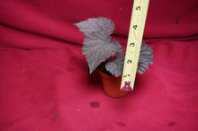 Load image into Gallery viewer, Begonia Species U485
