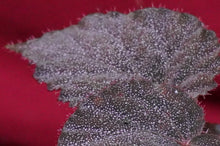 Load image into Gallery viewer, Begonia Species U485
