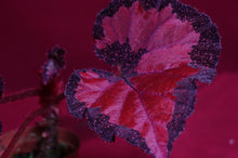 Load image into Gallery viewer, Begonia SOAK&#39;s Unnamed #1
