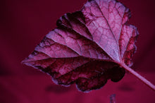 Load image into Gallery viewer, Begonia SOAK&#39;s Unnamed #1
