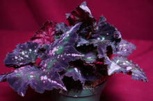 Load image into Gallery viewer, Begonia SOAK&#39;s Unnamed #2
