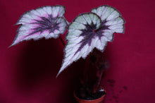 Load image into Gallery viewer, Begonia SOAK&#39;s Silver Panther
