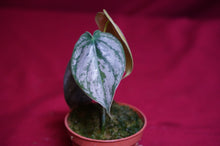 Load image into Gallery viewer, Philodendron Brandtianum
