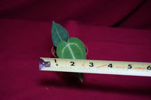 Load image into Gallery viewer, Anthurium Magnificum Seedling
