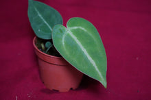 Load image into Gallery viewer, Anthurium Magnificum Seedling
